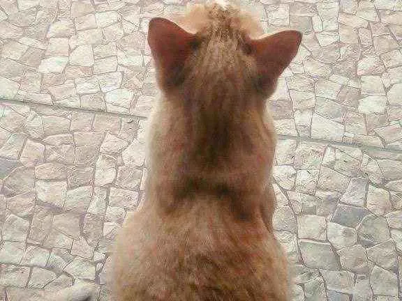 Gato ra a  idade 3 anos nome Chico