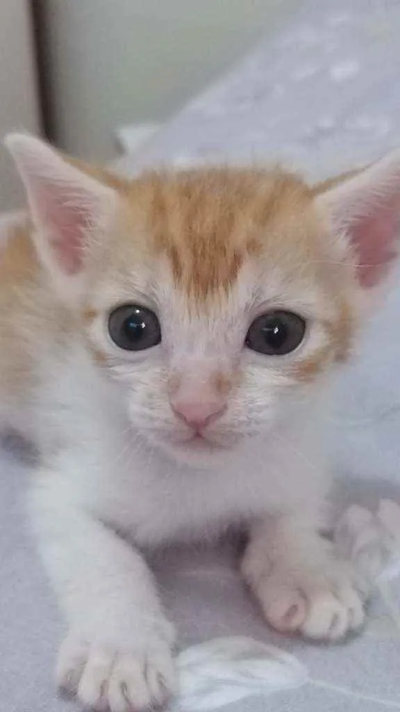 Gato ra a Srd idade Abaixo de 2 meses nome Laranjinha