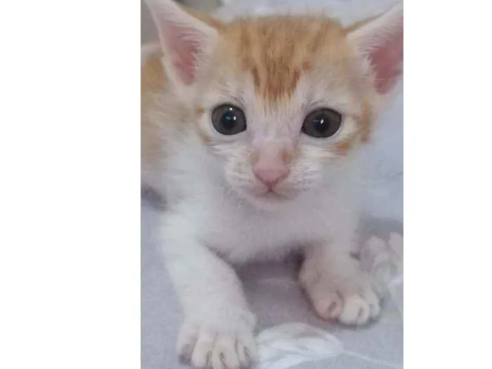 Gato ra a Srd idade Abaixo de 2 meses nome Laranjinha