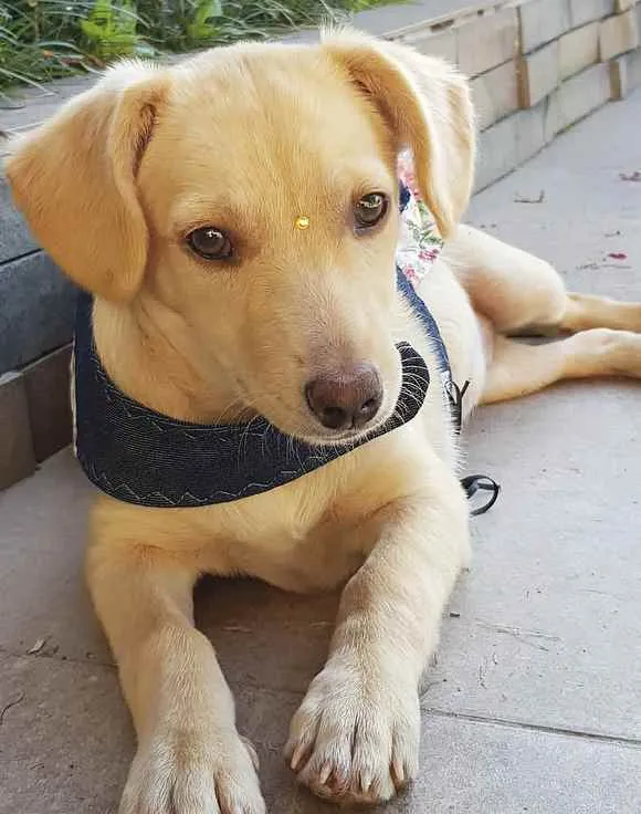Cachorro ra a Sem Raça Definida  idade 2 a 6 meses nome LARA