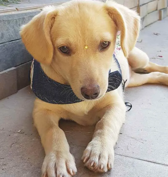 Cachorro ra a Sem Raça Definida  idade 2 a 6 meses nome LARA