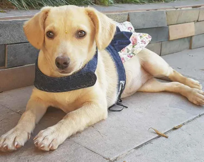 Cachorro ra a Sem Raça Definida  idade 2 a 6 meses nome LARA