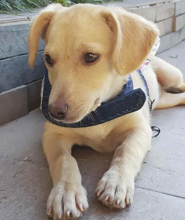 Cachorro ra a Sem Raça Definida  idade 2 a 6 meses nome LARA