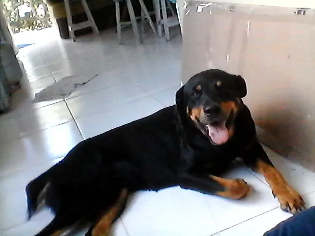 Cachorro raça Rottweiler idade 1 ano nome sem nome