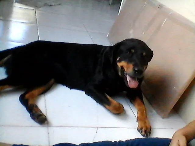 Cachorro raça Rottweiler idade 1 ano nome sem nome
