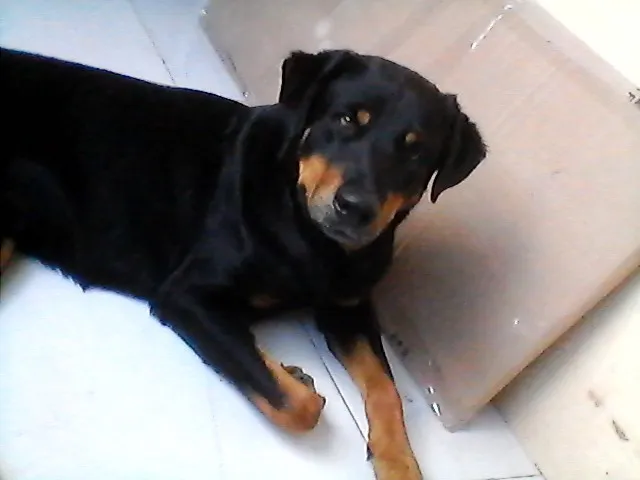 Cachorro raça Rottweiler idade 1 ano nome sem nome