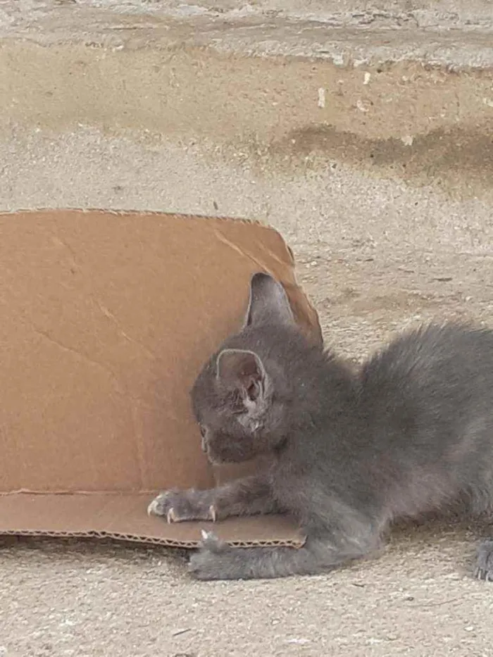 Gato ra a Filha siamês  idade 2 a 6 meses nome Griseo 