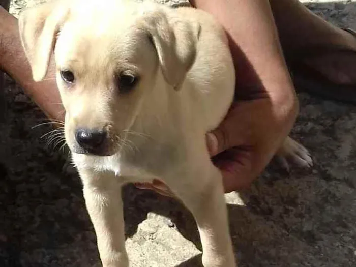 Cachorro ra a Sem raça definida  idade 2 a 6 meses nome Charlotte
