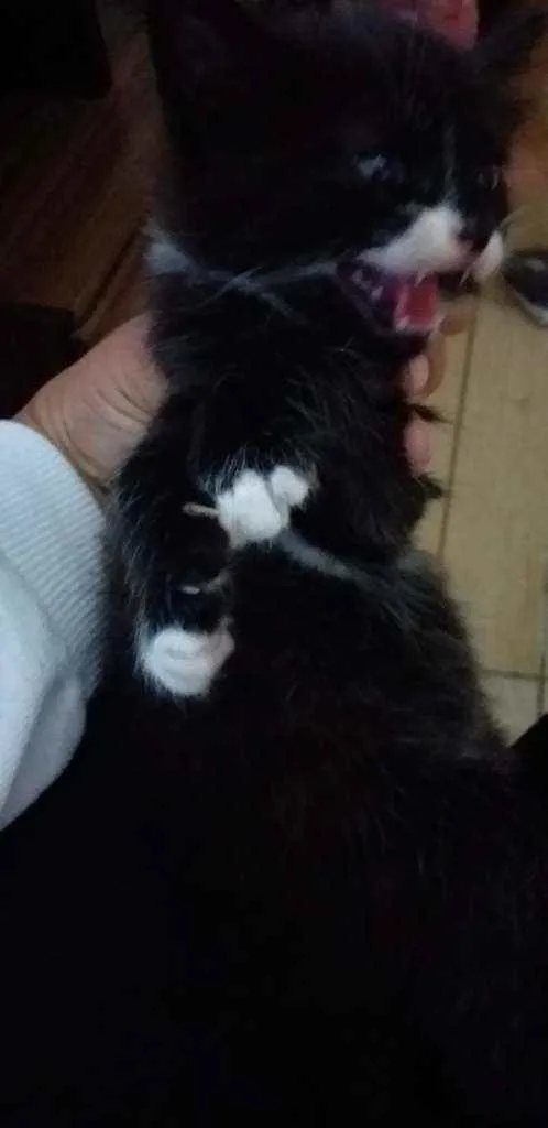 Gato raça Gato idade Abaixo de 2 meses nome Sem nome