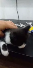 Gato raça Gato idade Abaixo de 2 meses nome Sem nome