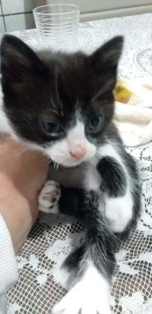 Gato raça Gato idade Abaixo de 2 meses nome Sem nome