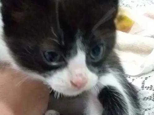 Gato raça Gato idade Abaixo de 2 meses nome Sem nome