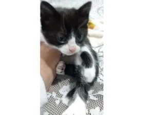 Gato raça Gato idade Abaixo de 2 meses nome Sem nome