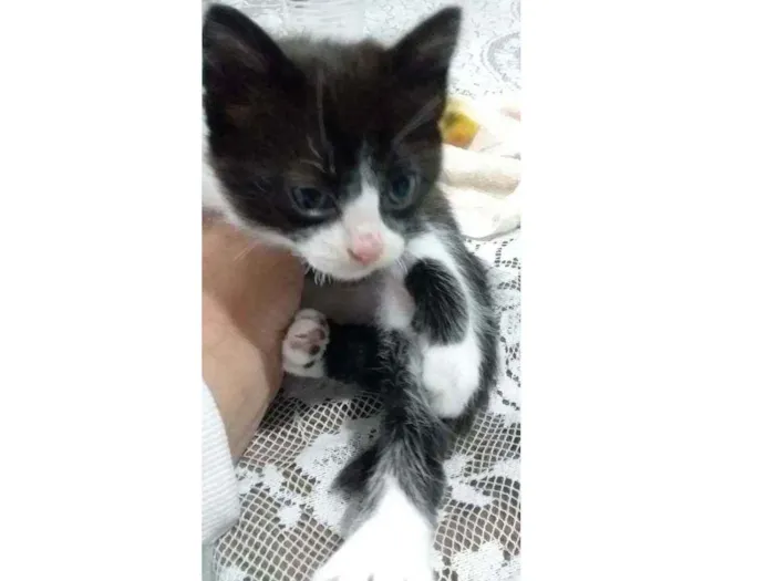 Gato raça Gato idade Abaixo de 2 meses nome Sem nome