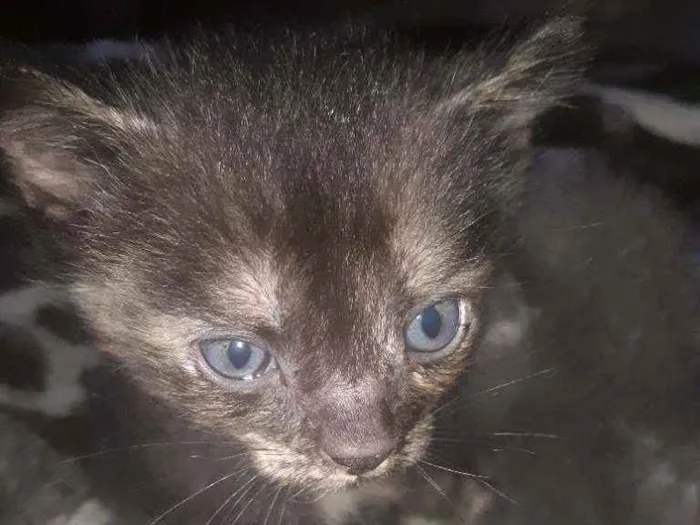 Gato ra a Filha siamês  idade 2 a 6 meses nome Dulcis