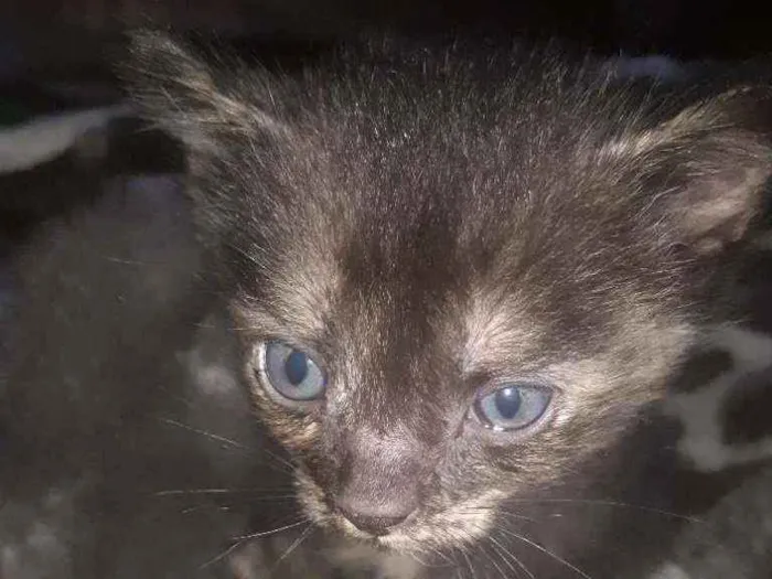 Gato ra a Filha siamês  idade 2 a 6 meses nome Dulcis