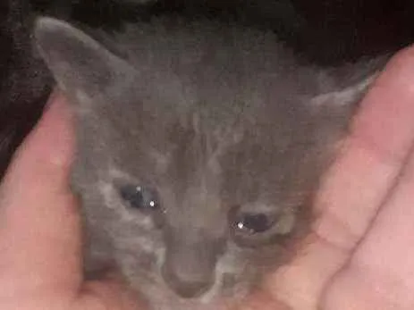 Gato ra a Filha siamês  idade 2 a 6 meses nome Griseo 