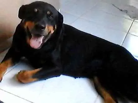 Cachorro ra a Rottweiler idade 1 ano nome sem nome