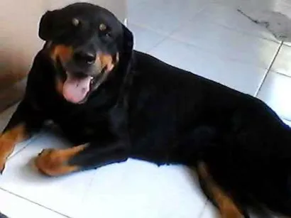Cachorro raça Rottweiler idade 1 ano nome sem nome