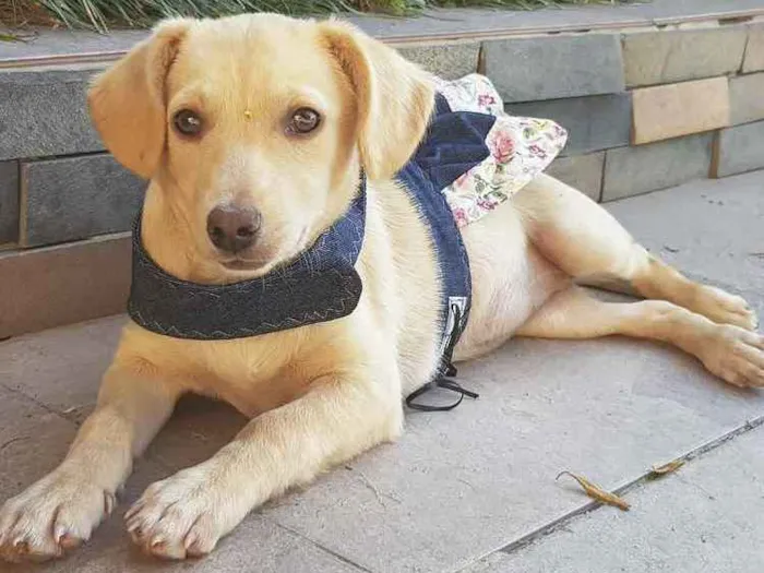 Cachorro ra a Sem Raça Definida  idade 2 a 6 meses nome LARA