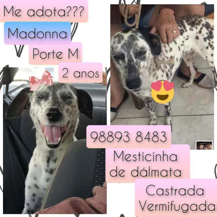 Cachorro raça SRD idade 2 anos nome Madonna
