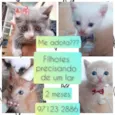Gatinhos