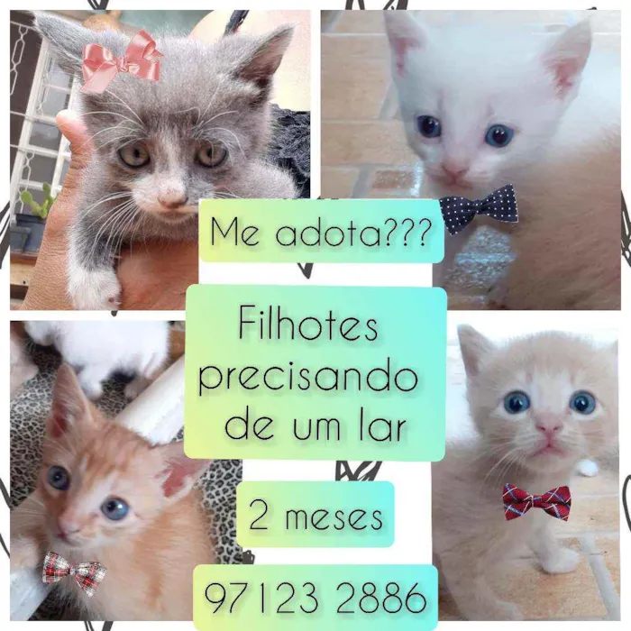 Gato raça SRD idade 2 a 6 meses nome Gatinhos