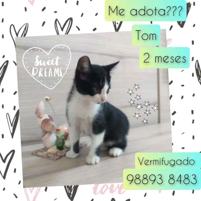 Gato raça SRD idade Abaixo de 2 meses nome Tom