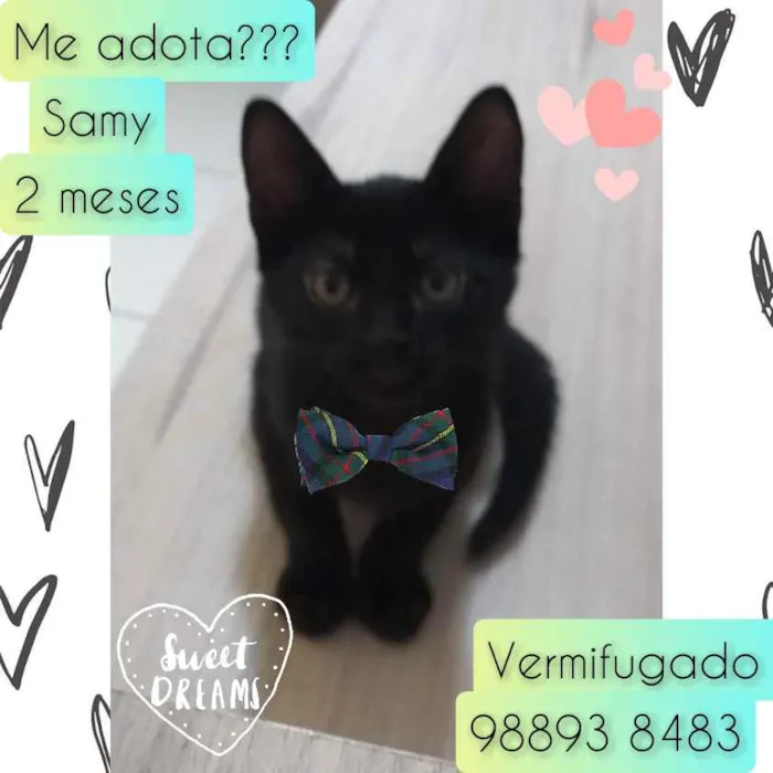 Gato raça SRD idade Abaixo de 2 meses nome Samy