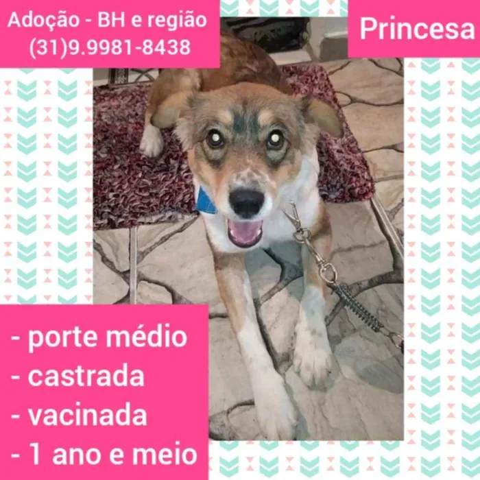 Cachorro raça SRD idade 2 anos nome Princesa