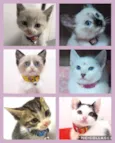 Gatitos lindos