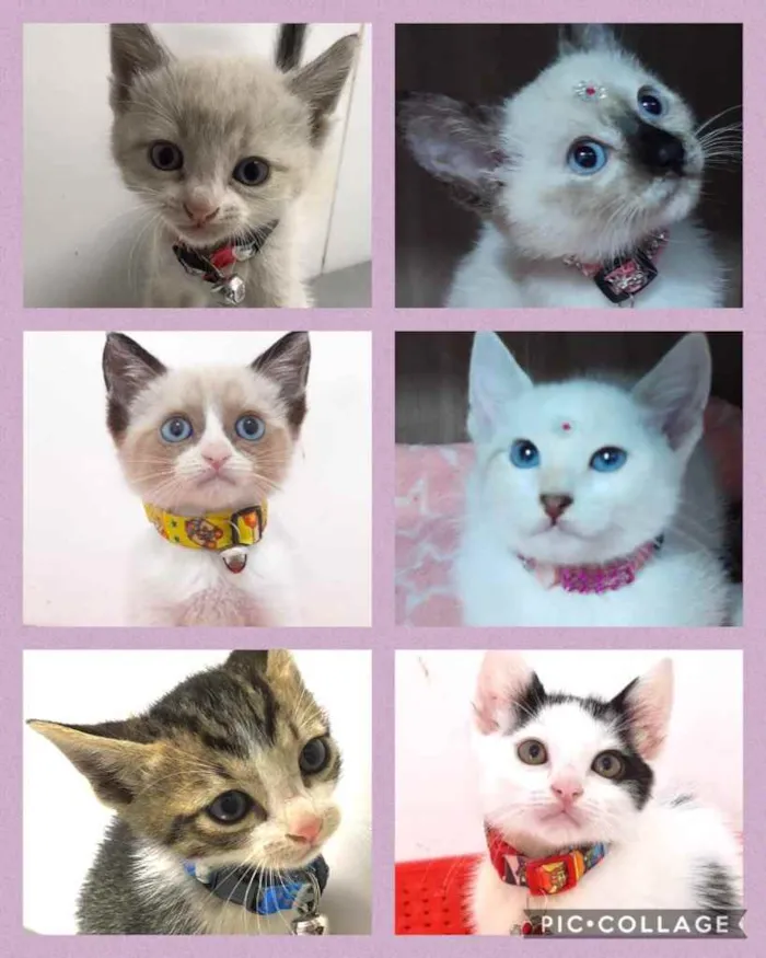 Gato ra a Srd idade 2 a 6 meses nome Gatitos lindos