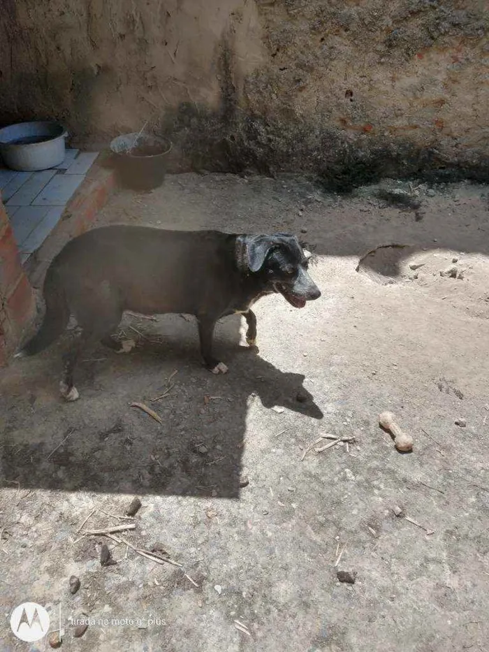 Cachorro ra a Indefinida idade 5 anos nome Marla