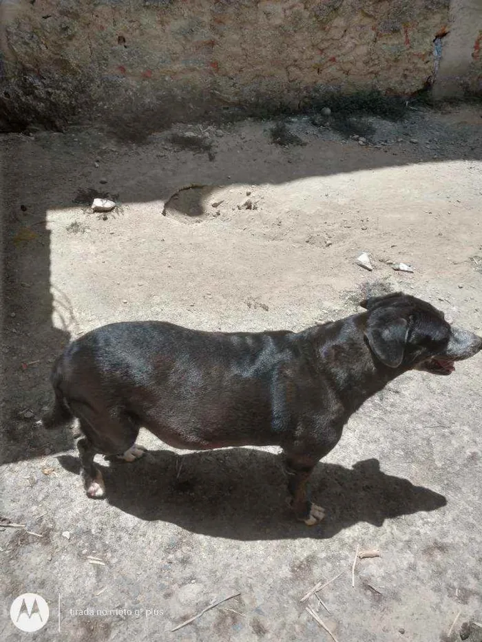 Cachorro ra a Indefinida idade 5 anos nome Marla