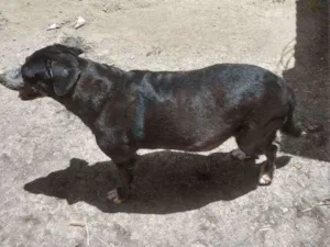 Cachorro raça Indefinida idade 5 anos nome Marla