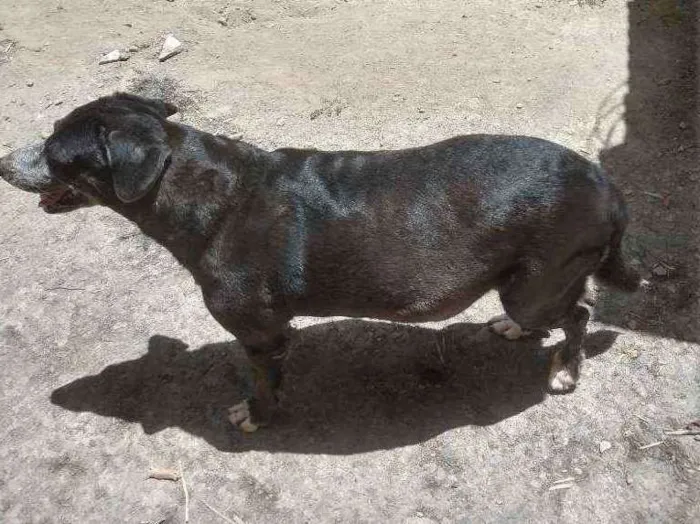 Cachorro ra a Indefinida idade 5 anos nome Marla