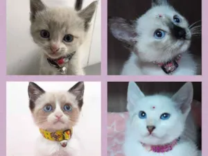 Gato raça Srd idade 2 a 6 meses nome Gatitos lindos