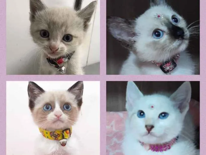 Gato ra a Srd idade 2 a 6 meses nome Gatitos lindos