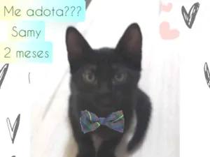 Gato raça SRD idade Abaixo de 2 meses nome Samy