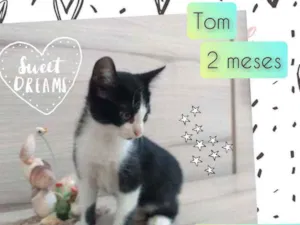 Gato raça SRD idade Abaixo de 2 meses nome Tom
