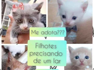 Gato raça SRD idade 2 a 6 meses nome Gatinhos