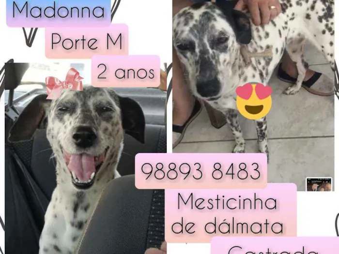 Cachorro raça SRD idade 2 anos nome Madonna