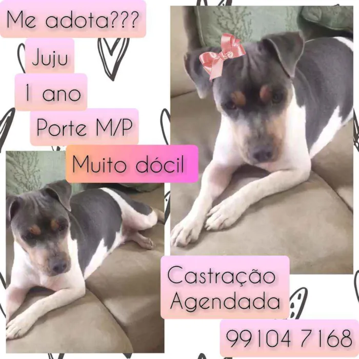 Cachorro raça SRD idade 1 ano nome Juju