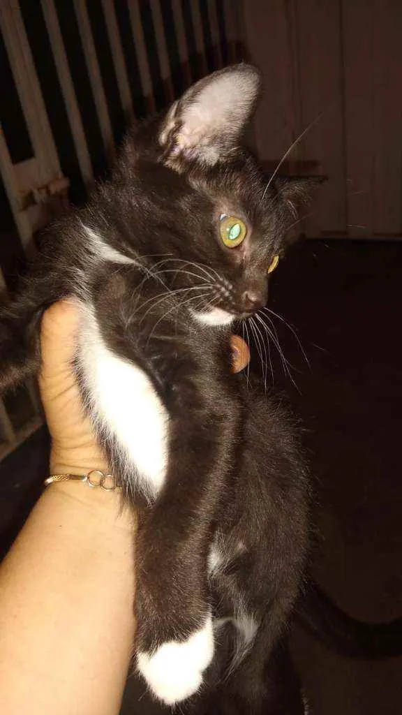 Gato ra a Não sei idade Abaixo de 2 meses nome Sem nome