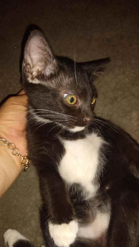 Gato ra a Não sei idade Abaixo de 2 meses nome Sem nome