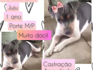 Cachorro raça SRD idade 1 ano nome Juju