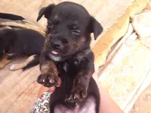 Cachorro raça  idade Abaixo de 2 meses nome Sem nome