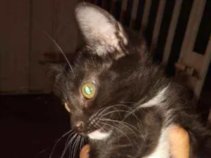 Gato raça Não sei idade Abaixo de 2 meses nome Sem nome