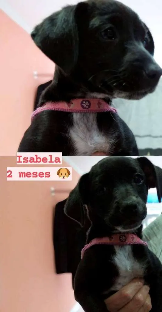 Cachorro ra a SRD-ViraLata idade 2 a 6 meses nome Isabela