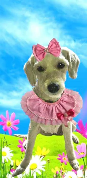 Cachorro ra a  idade 1 ano nome Julie
